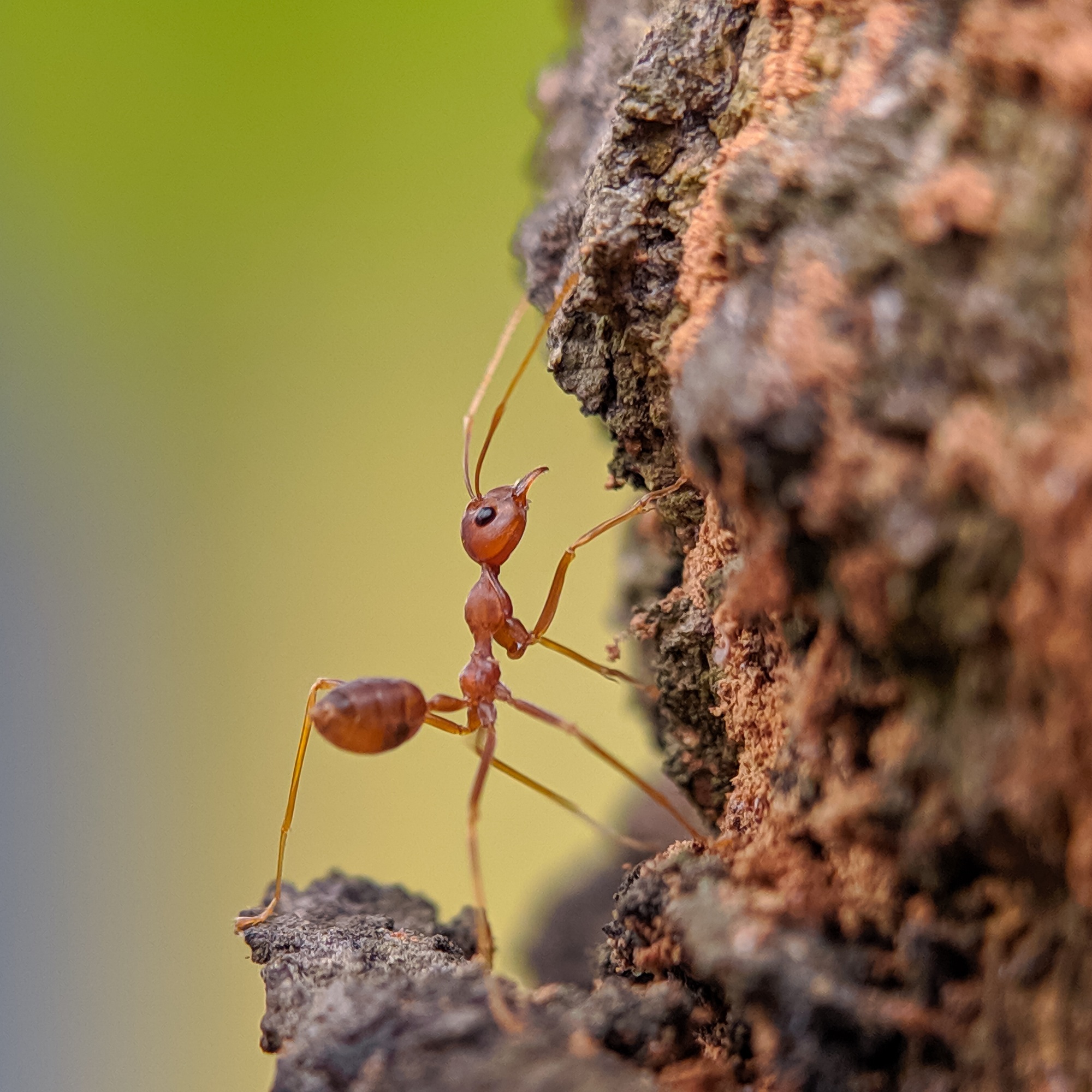 red ant
